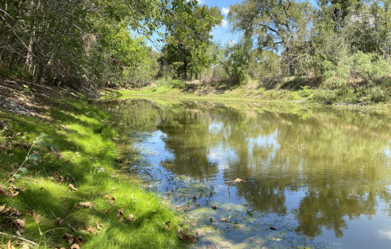 Unrestricted 13 Acres of Land off Hwy 21 near Dale/Mustang Ridge, TX