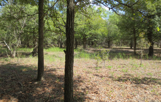 10 Acres of Leave-Me-Alone in Lockhart, TX